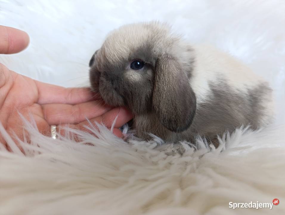 Królik miniaturka mini lop Pozostałe Szczucin