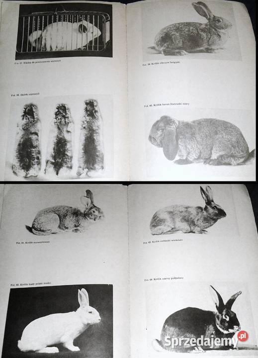 Hodowla zwierząt futerkowych Władysław Herman Chełm