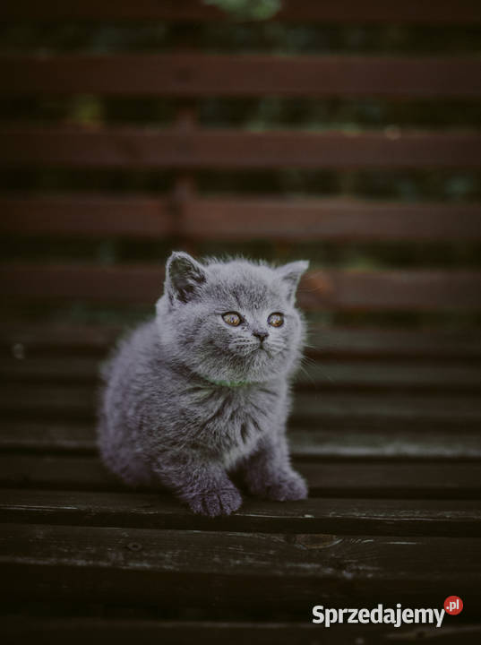 Billy kot brytyjski krótkowłosy Jarocin