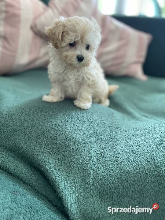 Maltipoo piesek i suczka Pozostałe
