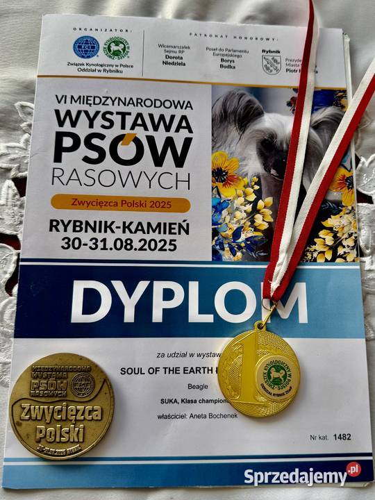 Piesek Beagle ZkwpFCI Championach DNA Sułkowice