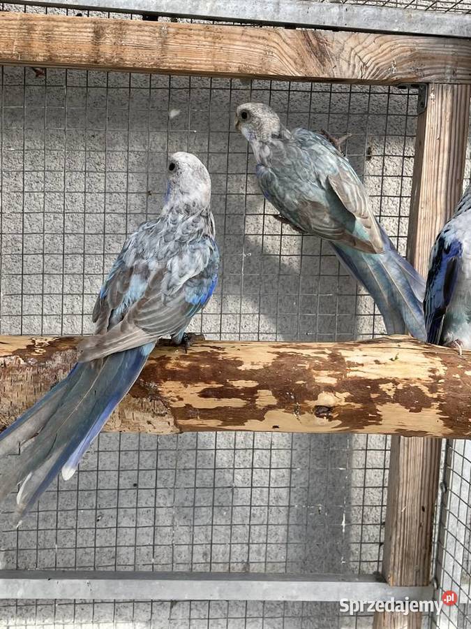 Rozelle białolice Ptaki śląskie