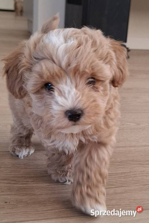 Maltipoo 10tyggotowe do nowego domuinteligencja Łowicz
