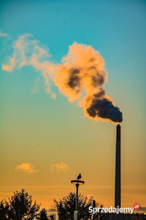 Raport Kobize Szczecinek Mikołów Chojnice Pozostałe usługi dolnośląskie Wrocław