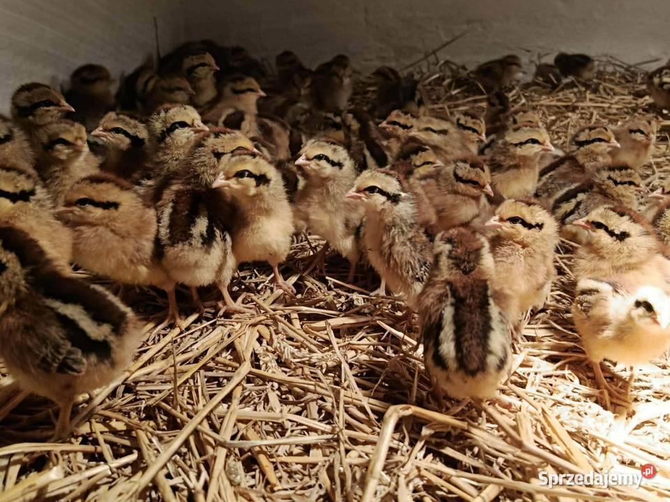Kurczęta same kurki zielone i brązowe jajko Radwan