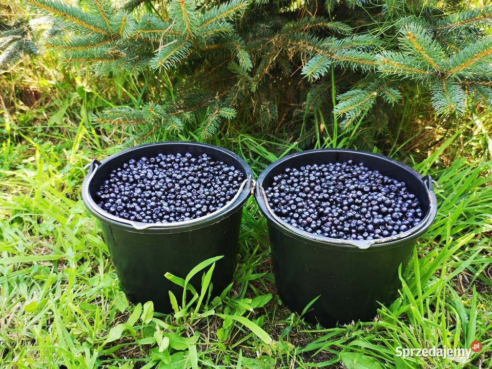 Jagody Leśne 125zl litr Świeże Nadal Zbieram Tarnówko
