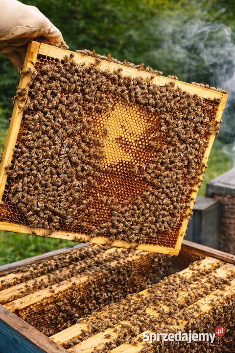Odkłady pszczele na ramce Wielkopolskiej 5