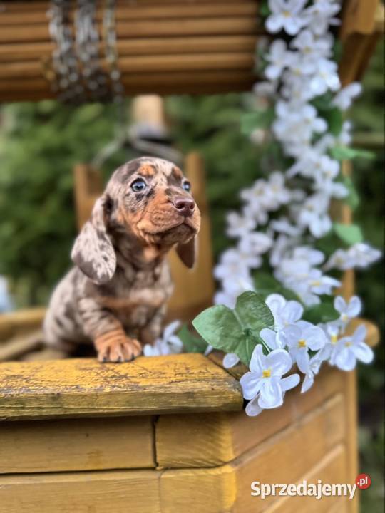 Wyjątkowa Sunia Jamnik miniaturowy Choco merle z