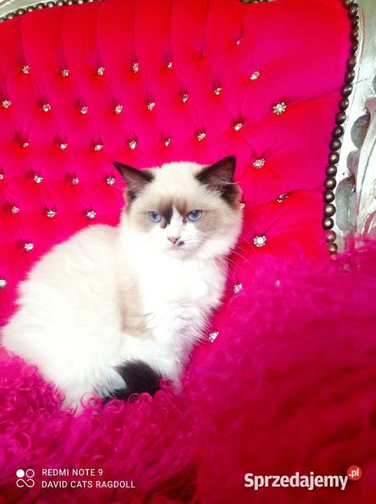 Ragdoll Kotka Seal bicolor FIFE FPL Wschowa