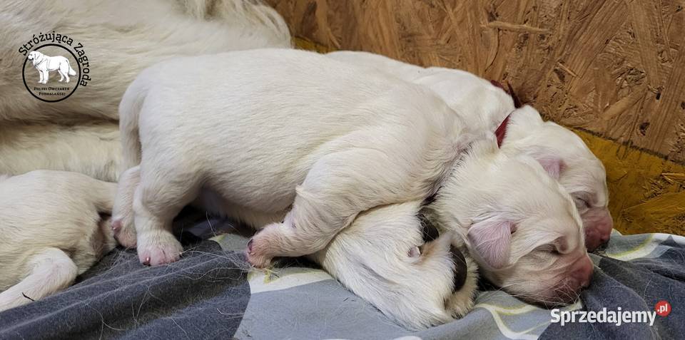 Owczarek Podhalański Pyzokluski Iłża