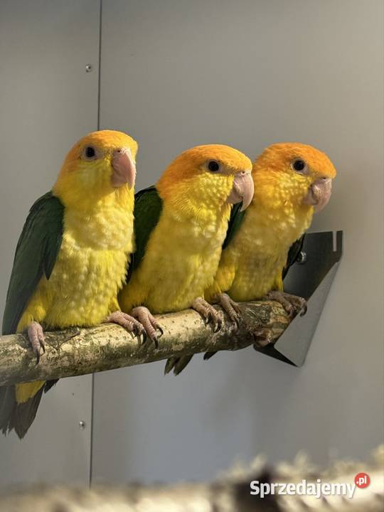 Barwinka Białobrzucha Czerwionka-Leszczyny