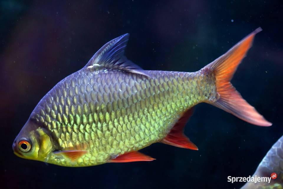 Brzanka Schwanenfelda wielka Barbonymus Zwierzęta Gdańsk