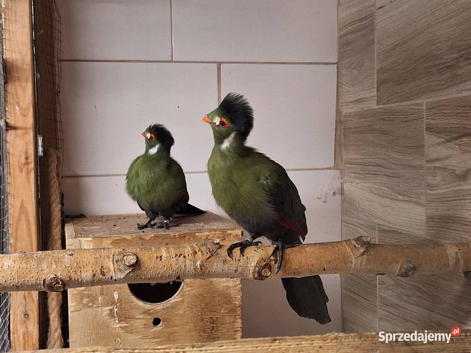 Turako białouche para Niewiesze