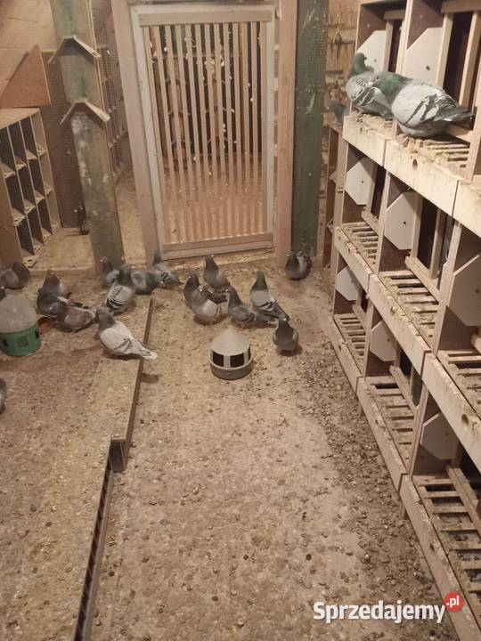 sprzedam całą chodowle golebi