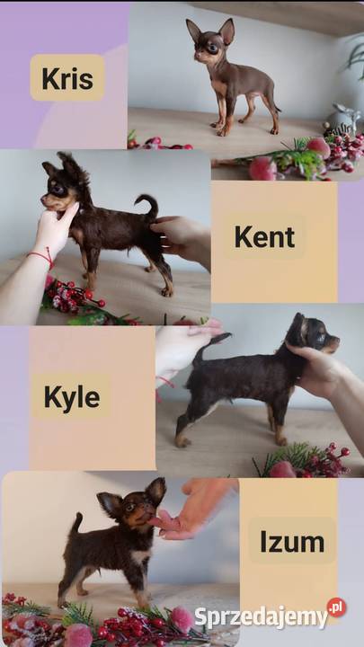 Rosyjski Toy z dokumentami FCI