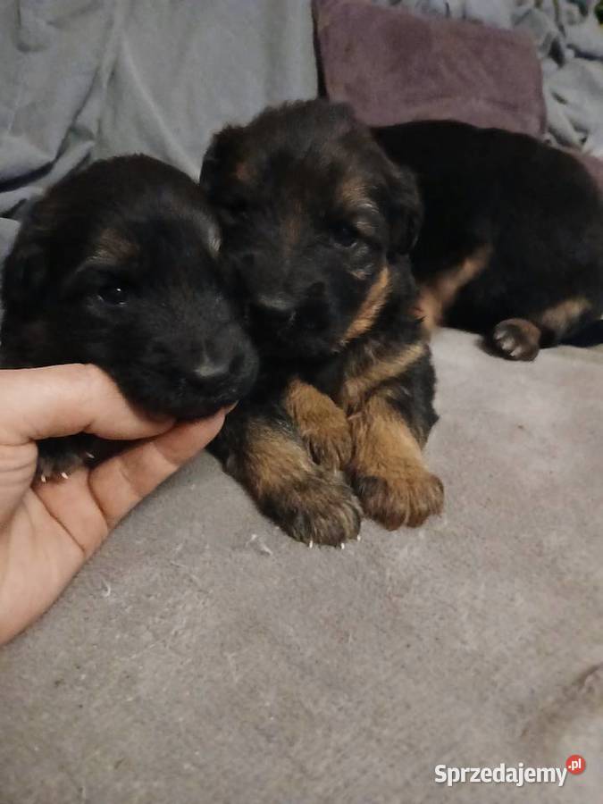 Sprzedam szczeniaki rasy owczarek niemiecki Busko-Zdrój