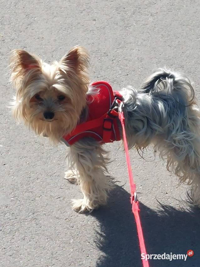 YORKSHIRE TERRIER REPRODUKTOR Z RODOWODEM FCI małopolskie Kraków