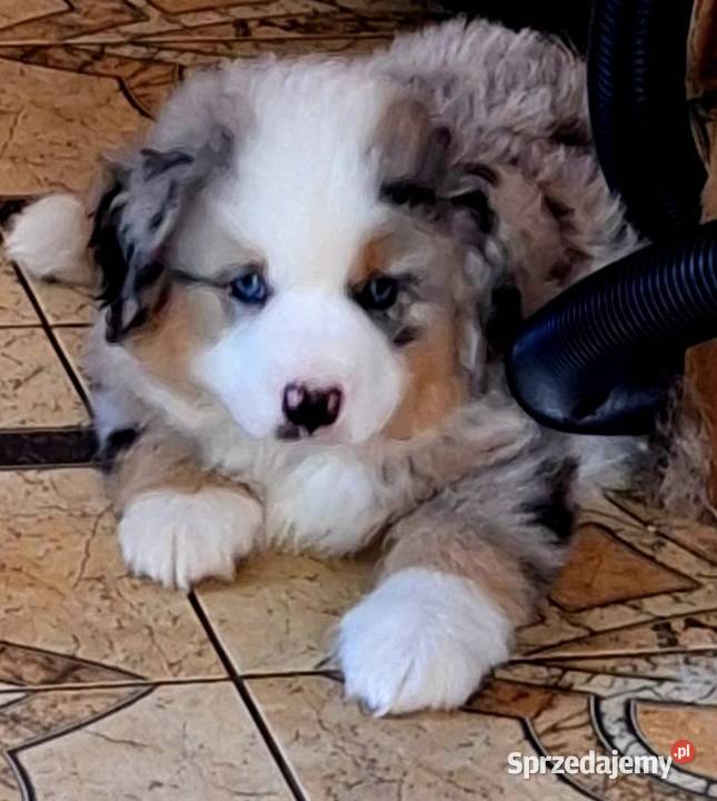 Miniaturowy owczarek amerykański Sosnowiec