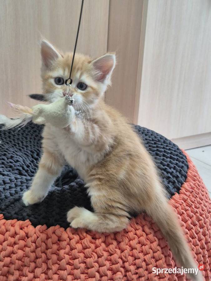 Kocurek Syberyjski OLO rodowód FIFE FPL śląskie Stary Broniszew