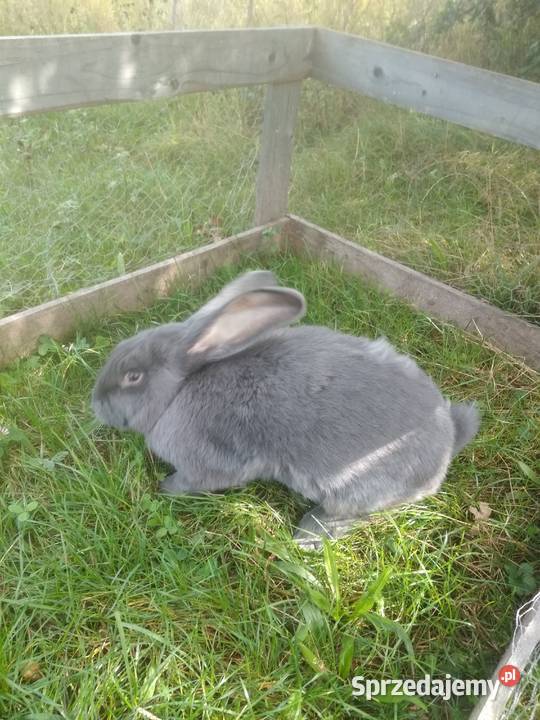 Belgijski Olbrzym Niebieski Gryzonie Główka