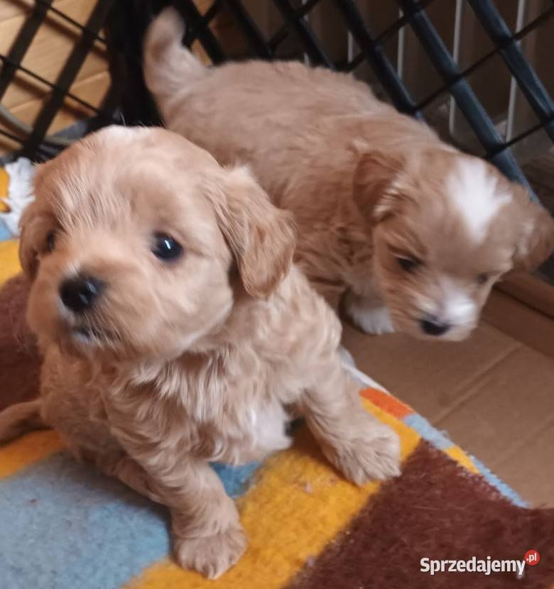 Sprzedam pieski rasy maltipoo z czipem