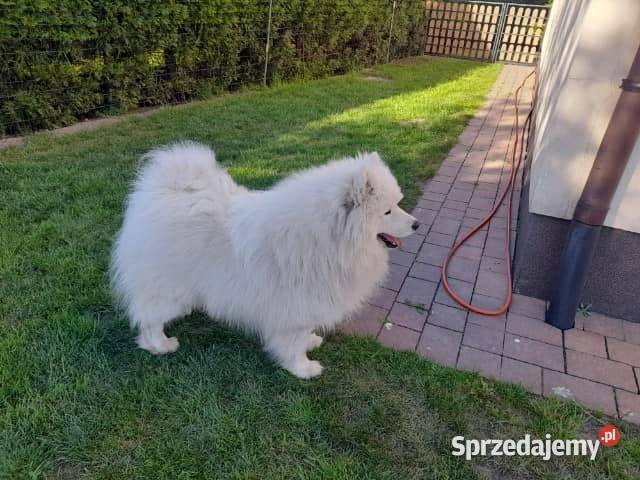 Szczenięta Samoyed