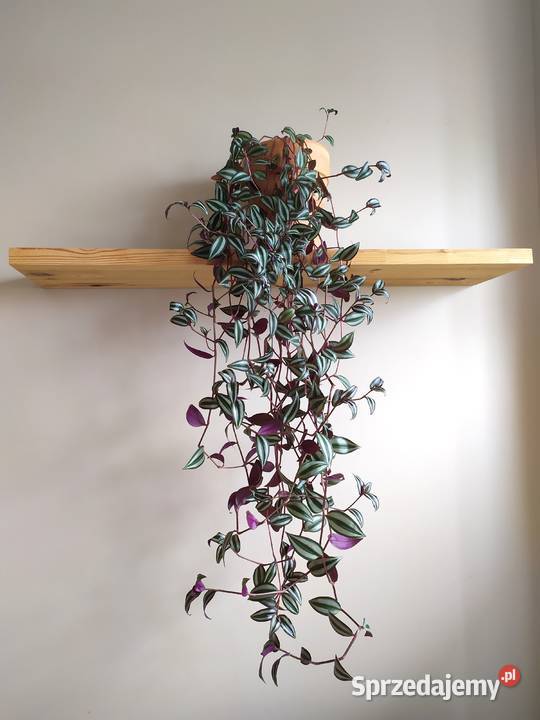 Trzykrotka roślina doniczkowa wisząca