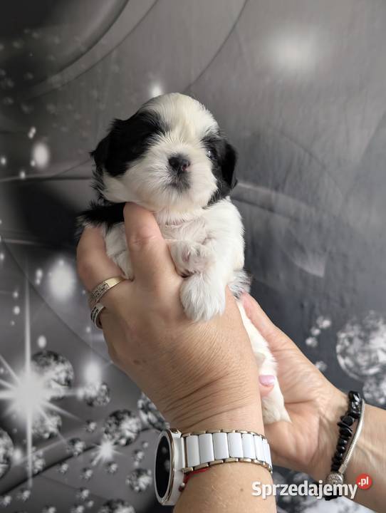 Szczenięta shih tzu z genem blue Zawiercie