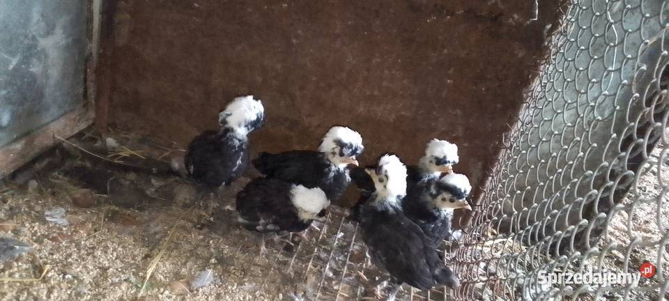 Sprzedam kurczaki rasy białoczub holenderski mazowieckie