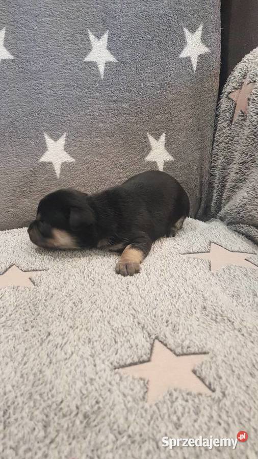 Szczeniaki pinczer mazowieckie Płońsk sprzedam