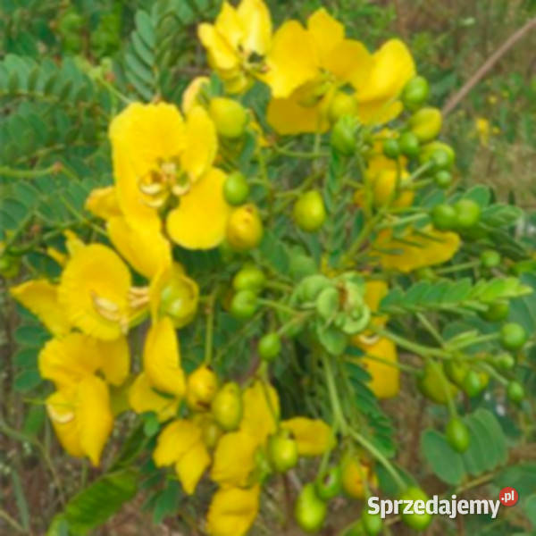 CASSIA AURICULATA Cassia auriculata NASIONA 100g kujawsko-pomorskie Lubanie