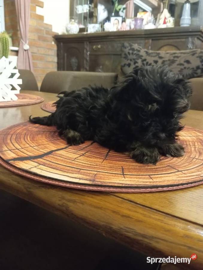 Sprzedam Sunię rasy Rosyjska Bolonka Kolorowa