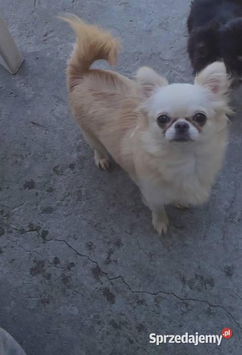 Chihuahua sunia długowłosa FCI Łódź