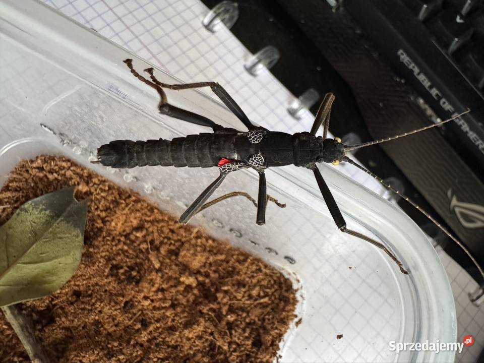 Straszyki na sprzedaż różne gatunki proszę pytać Jastrzębie-Zdrój