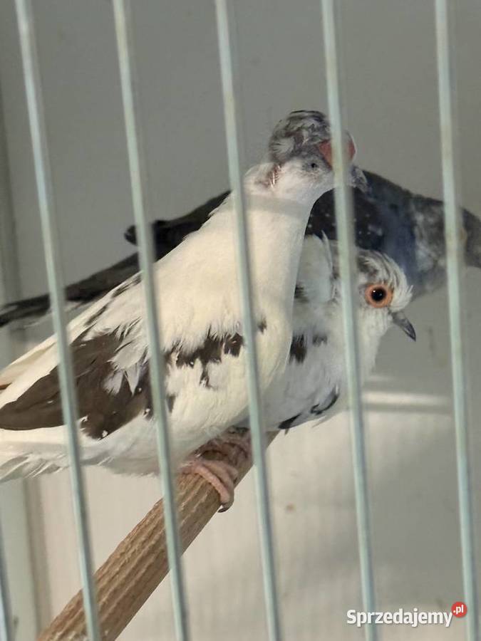 Gołąbki diamentowe