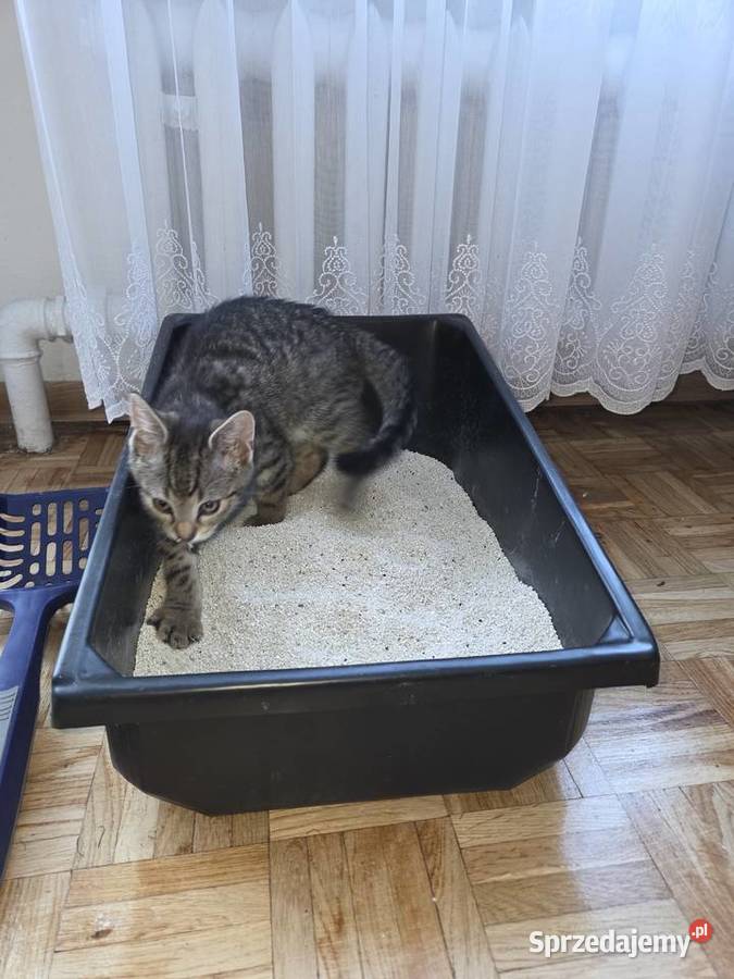 Kuwety kota pod wymiar szafkiboxu Dla kotów Wrocław
