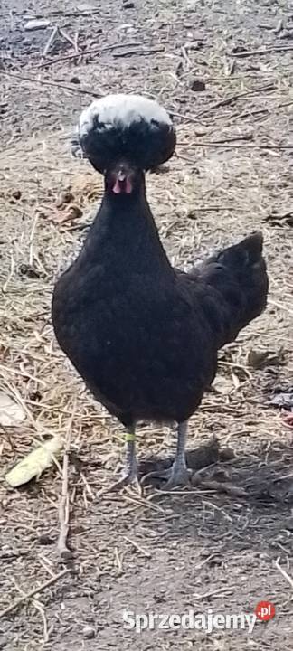 Sprzedam parę białoczubów holenderskich Sarnów