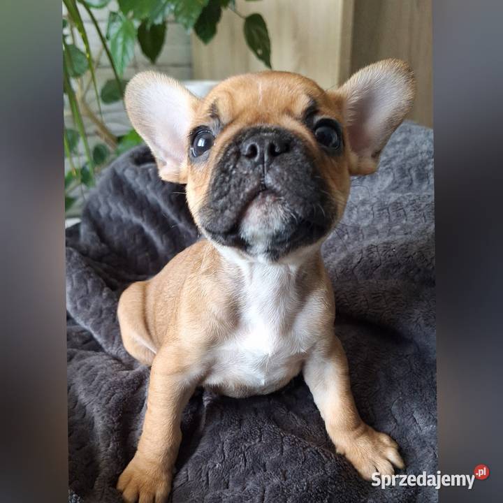 Suczka buldog francuski Dębica
