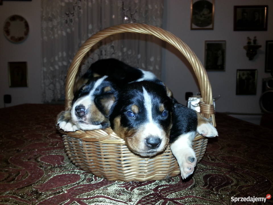 Appenzeller Szwajcarski pies pasterski mazowieckie Żelechów