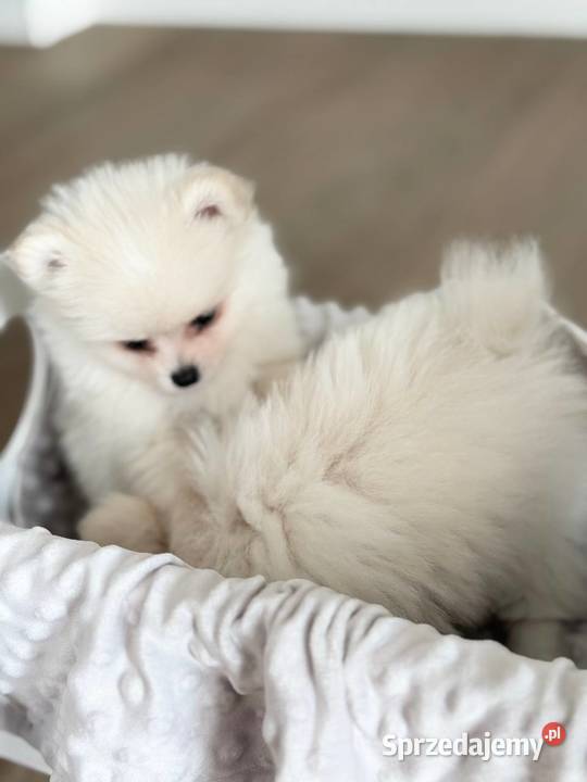 Szczeniaki rasy Szpic miniaturowy śląskie Katowice
