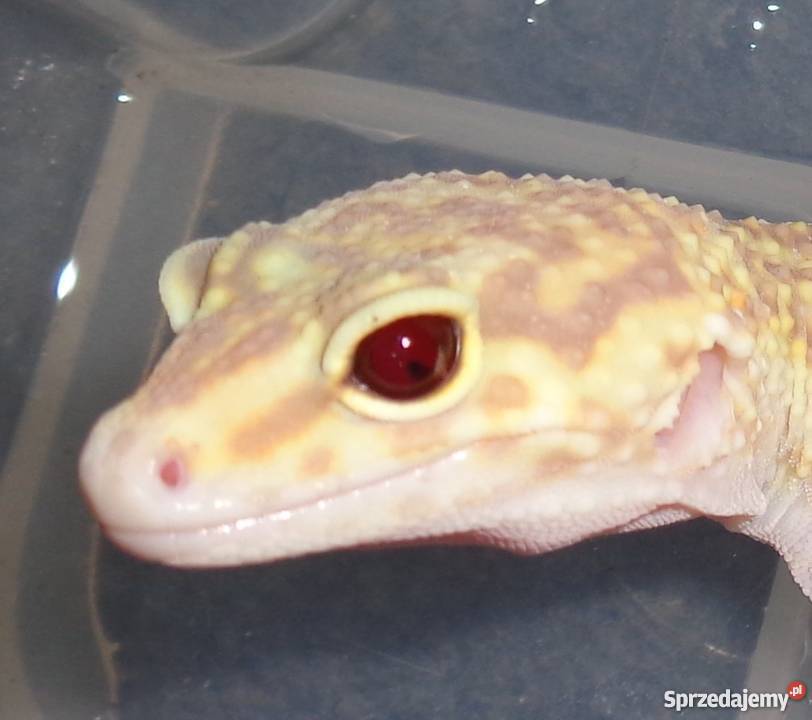 Gekon Lamparci Pozostałe śląskie Bielsko-Biała