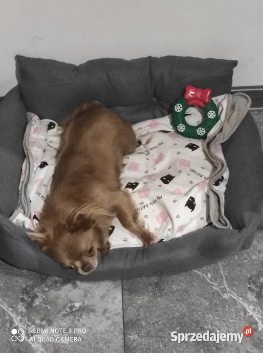 Chihuahua liliowa długowłosa sunia warmińsko-mazurskie sprzedam