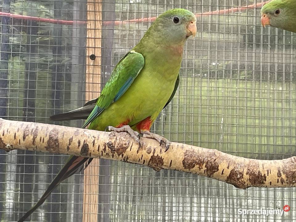 Barabanda Księżniczka Tarczowa Opole