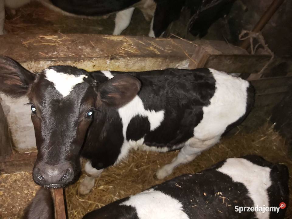 Byczek tygodniowy lubelskie Tyszowce sprzedam