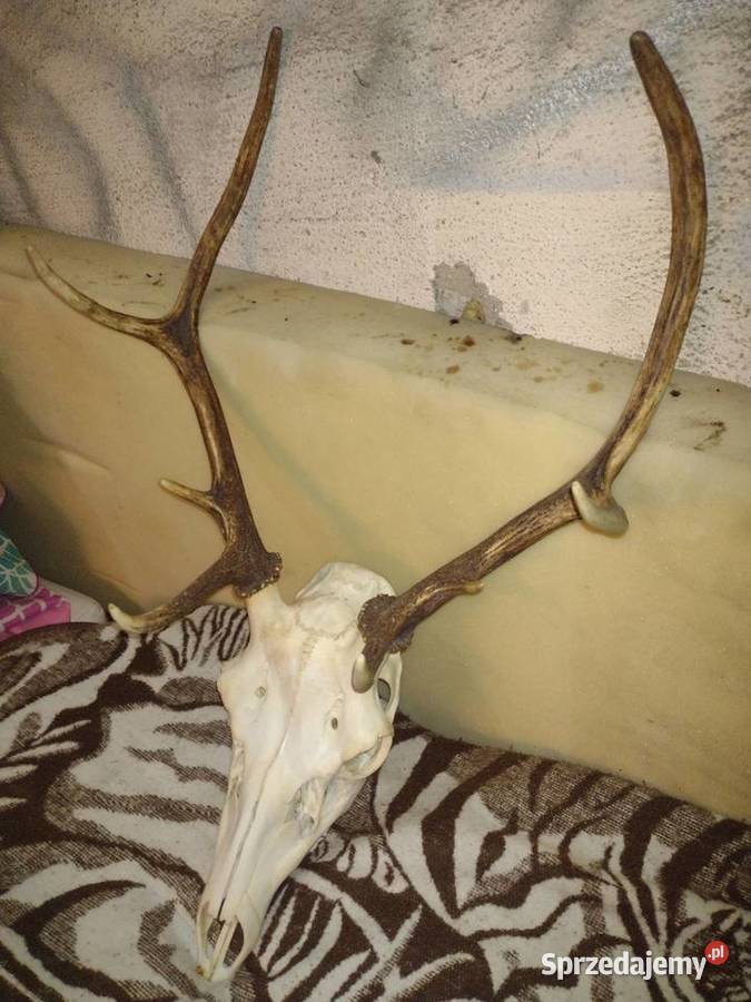 Poroże jelenia wielkopolskie Pobiedziska