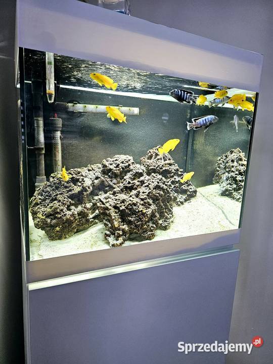 Akwarium Malawi Oase Styleline 85 Kłodzko