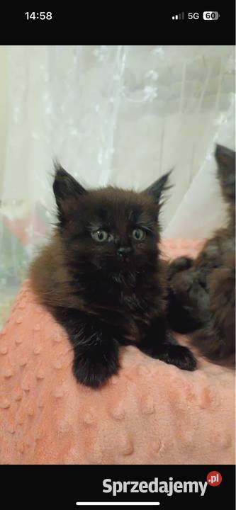 Kocurek maine coon kujawsko-pomorskie Grudziądz