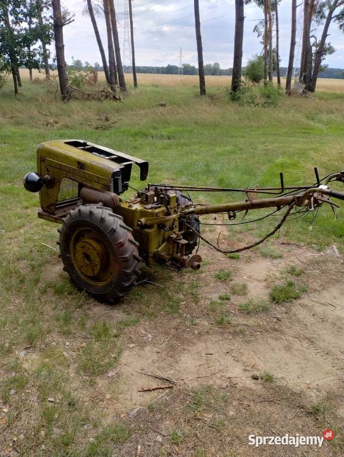 Dzik 21 WUKO Sulęcinek