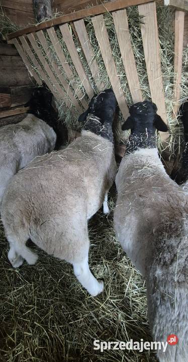 Baranki DORPER Owce baranek kastraty