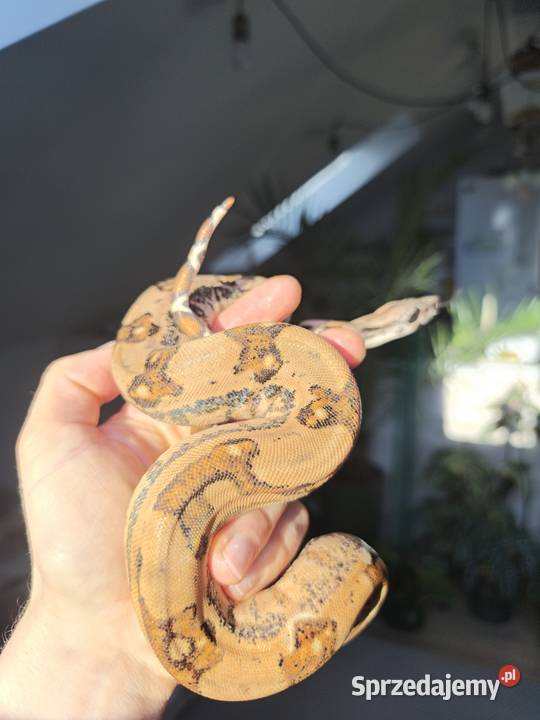 Wąż Boa Imperator 2025 Gady i płazy Dębe Wielkie
